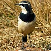 Capped Wheatear
