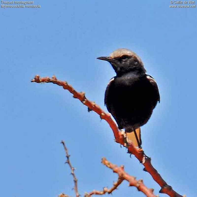 Mountain Wheatear male adult