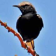 Mountain Wheatear