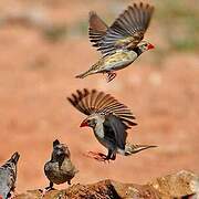 Red-billed Quelea