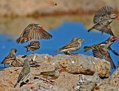 Red-billed Quelea