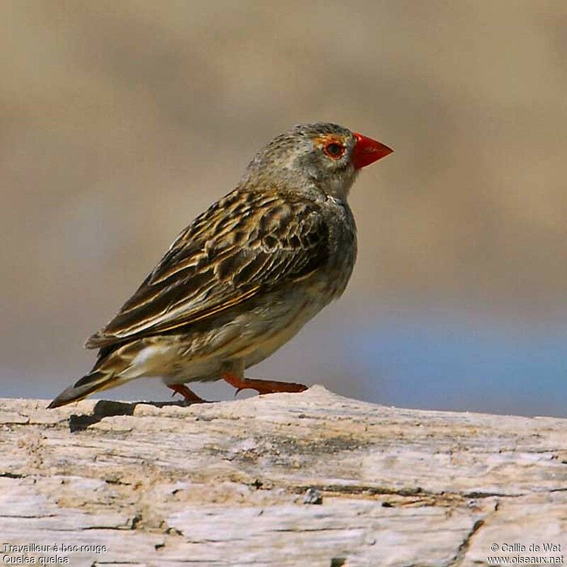 Red-billed Quelea