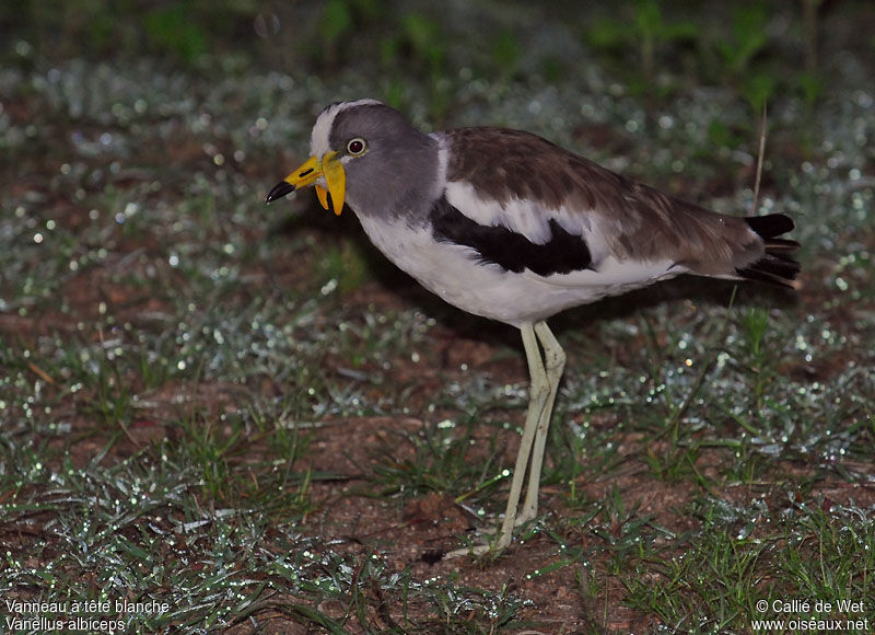 White-crowned Lapwingadult