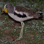 White-crowned Lapwing