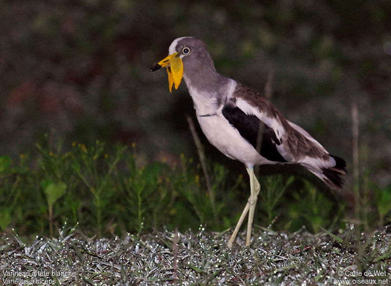 White-crowned Lapwingadult