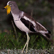 White-crowned Lapwing