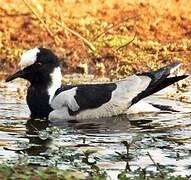 Blacksmith Lapwing