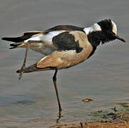 Blacksmith Lapwing