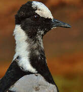 Blacksmith Lapwing