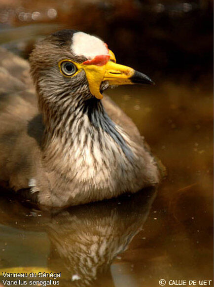 African Wattled Lapwingadult