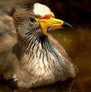 African Wattled Lapwing