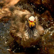 African Wattled Lapwing