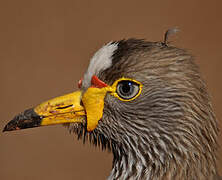 African Wattled Lapwing