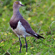 Senegal Lapwing