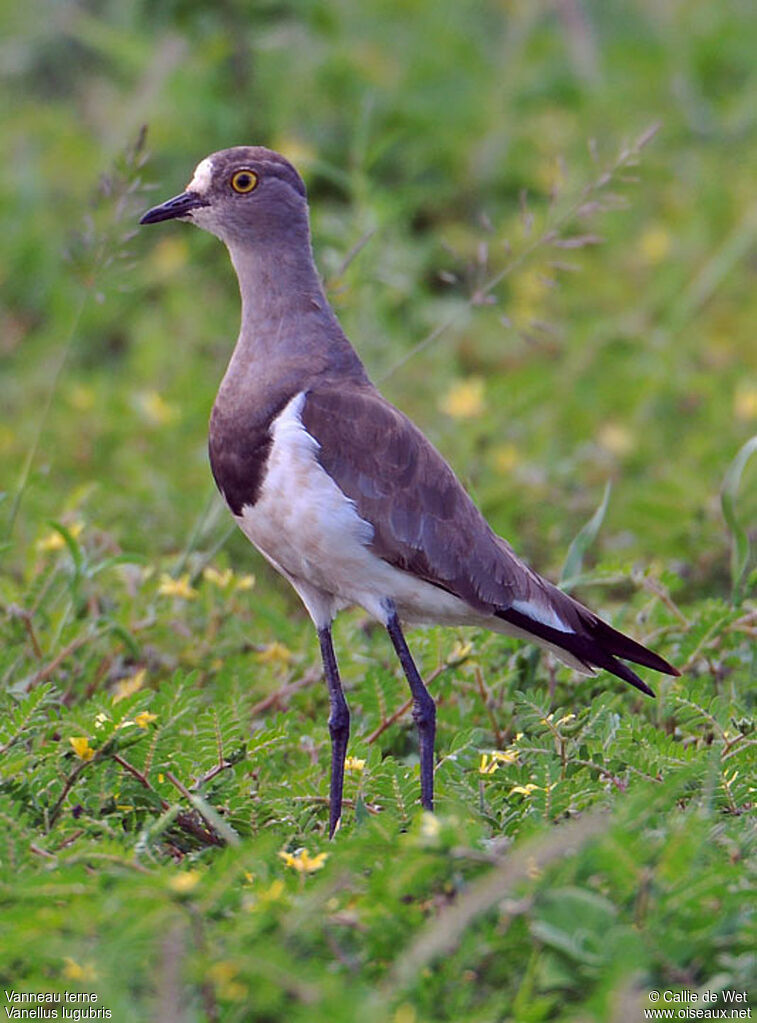 Vanneau terneadulte