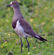 Senegal Lapwing