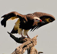 White-headed Vulture