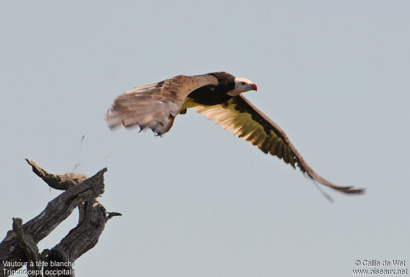 White-headed Vulture female adult