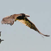 White-headed Vulture