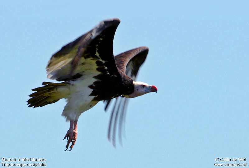 White-headed Vulture female adult