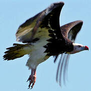 White-headed Vulture