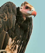 White-headed Vulture