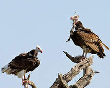 White-headed Vulture