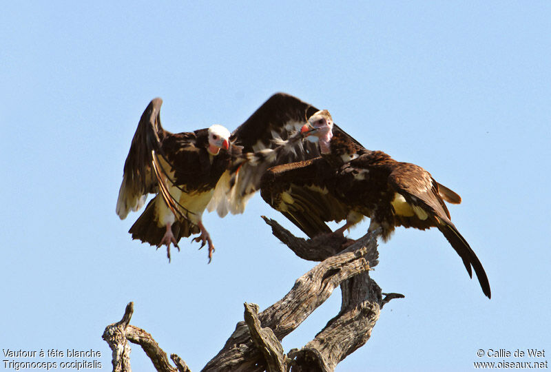 Vautour à tête blanche adulte