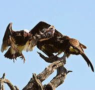 White-headed Vulture