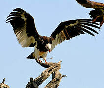 White-headed Vulture