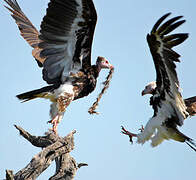 White-headed Vulture