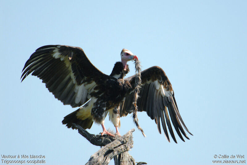 White-headed Vulture male adult
