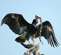 White-headed Vulture