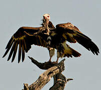 White-headed Vulture