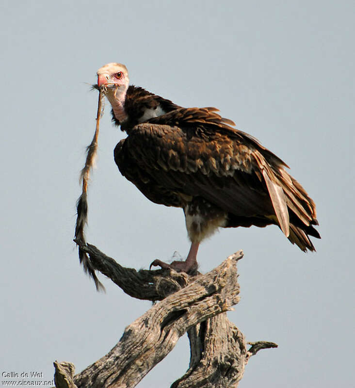 White-headed Vulture male adult, eats