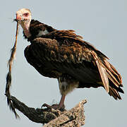 White-headed Vulture