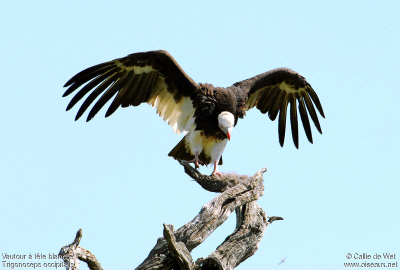 White-headed Vulture female adult