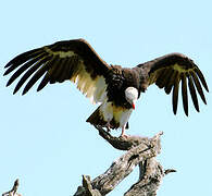 White-headed Vulture