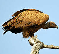 White-backed Vulture