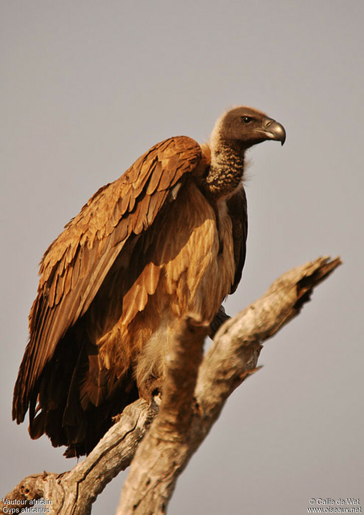 White-backed Vultureadult