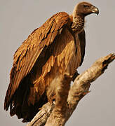 White-backed Vulture