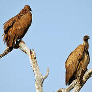 White-backed Vulture