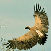 White-backed Vulture