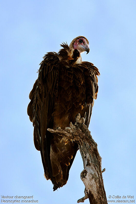 Hooded Vultureimmature