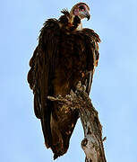 Hooded Vulture