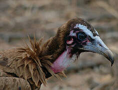 Hooded Vulture