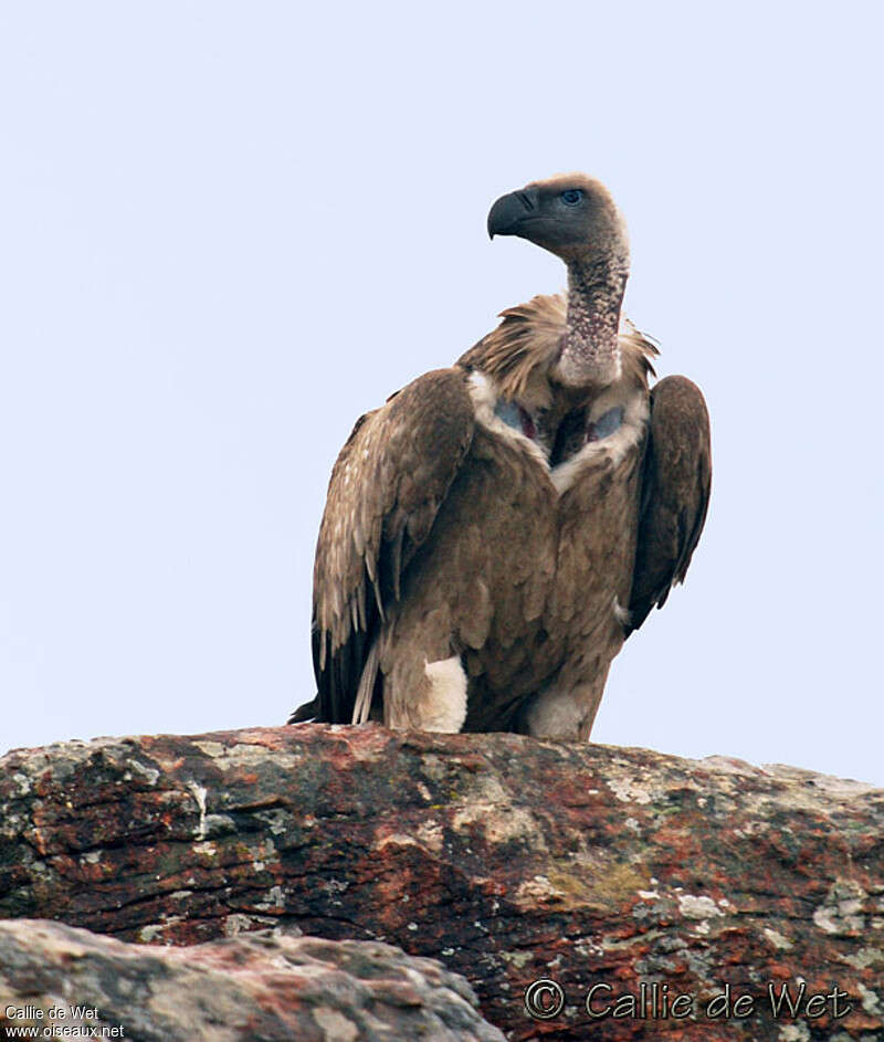 Vautour chassefienteadulte, identification