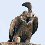 Cape Vulture