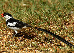 Pin-tailed Whydah