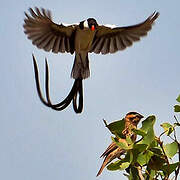 Pin-tailed Whydah